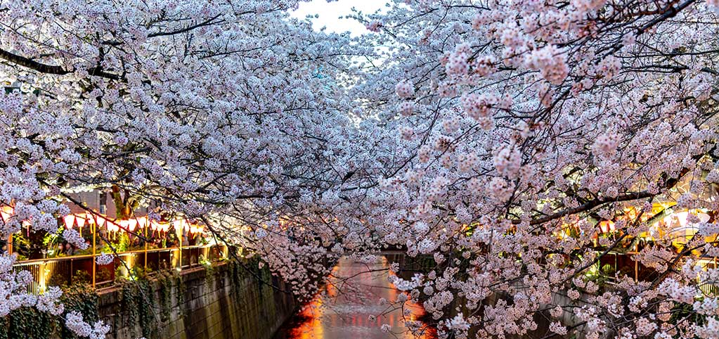 お花⾒の会のご案内
