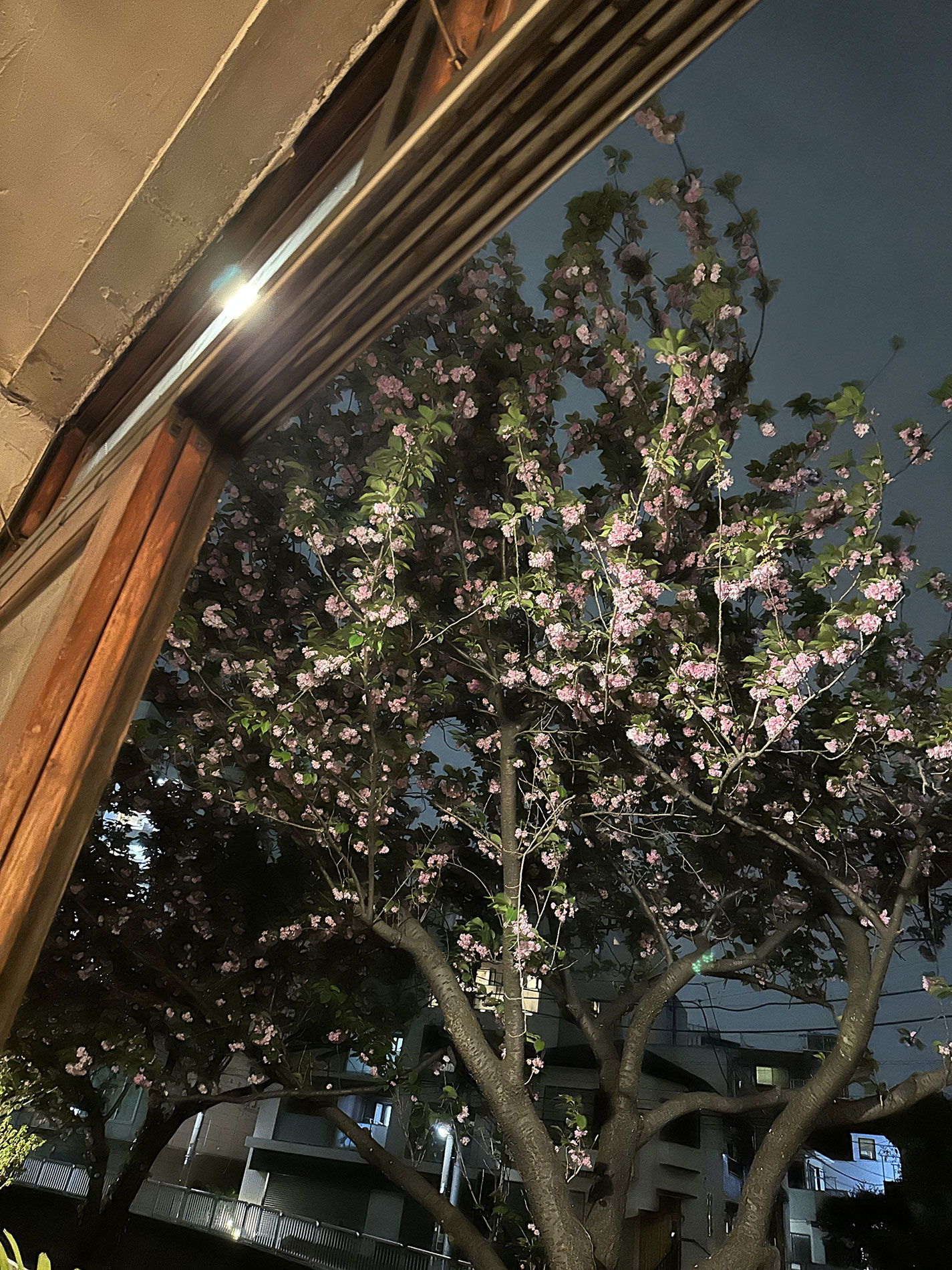 お花⾒の会のご案内